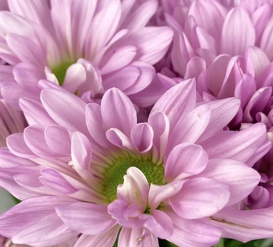 Daisy