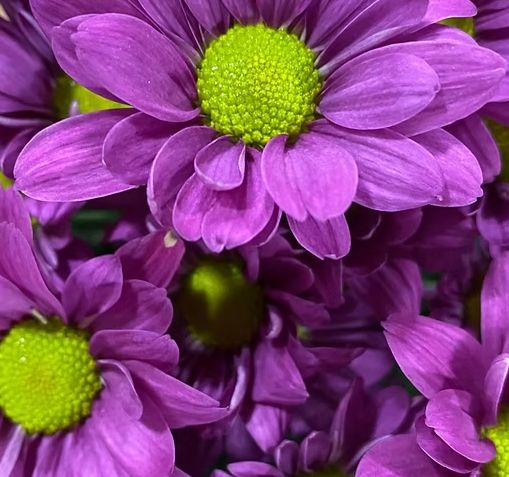 Daisy