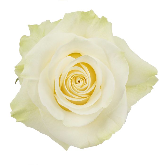 mondial, Sizes: 40cm