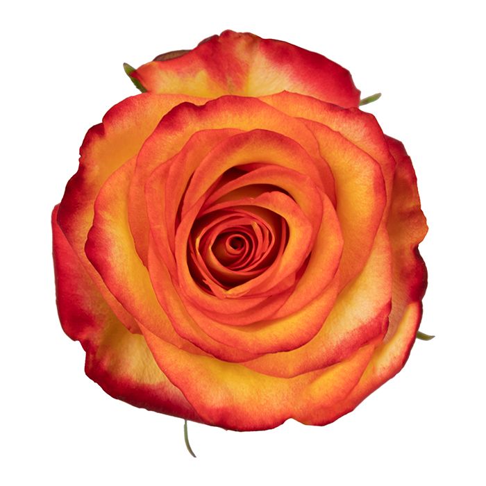 high magic, Sizes: 40cm