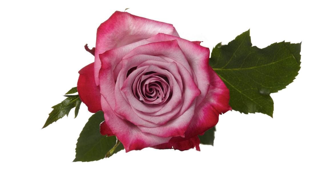 Deep purple, Sizes: 40cm