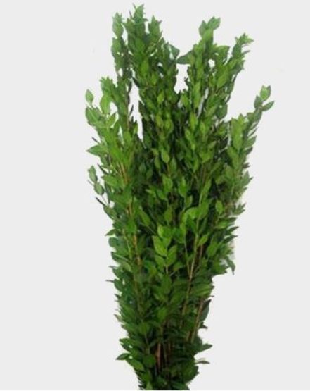 Myrtle
