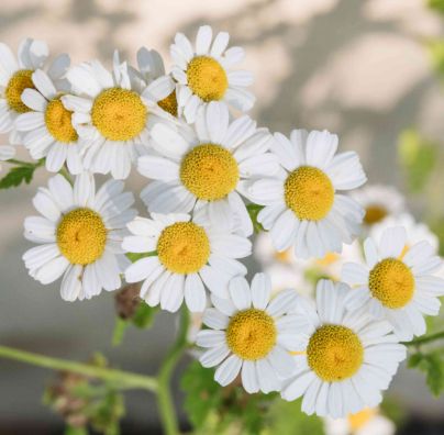 Chamomile