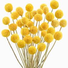 Craspedia - Yellow Balls