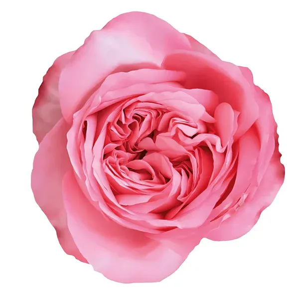 PINK XPRESSION
