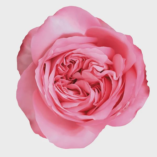PINK XPRESSION, Sizes: 40cm