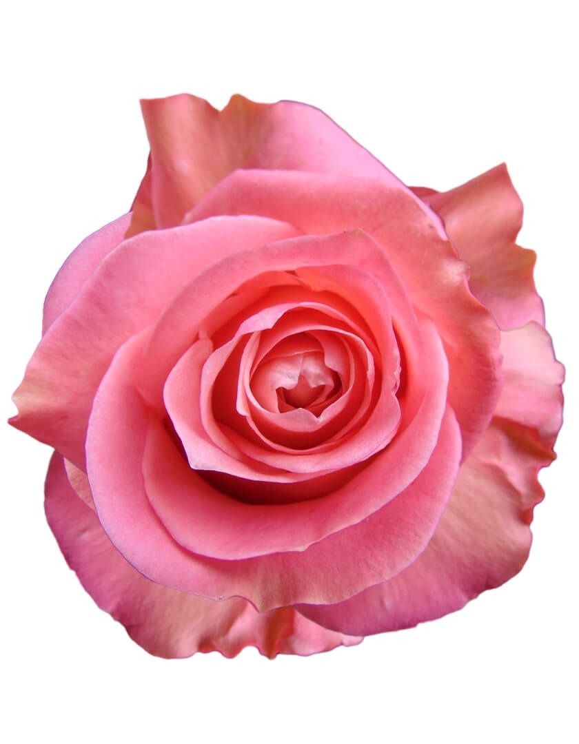 sweet mama, Size: 40cm
