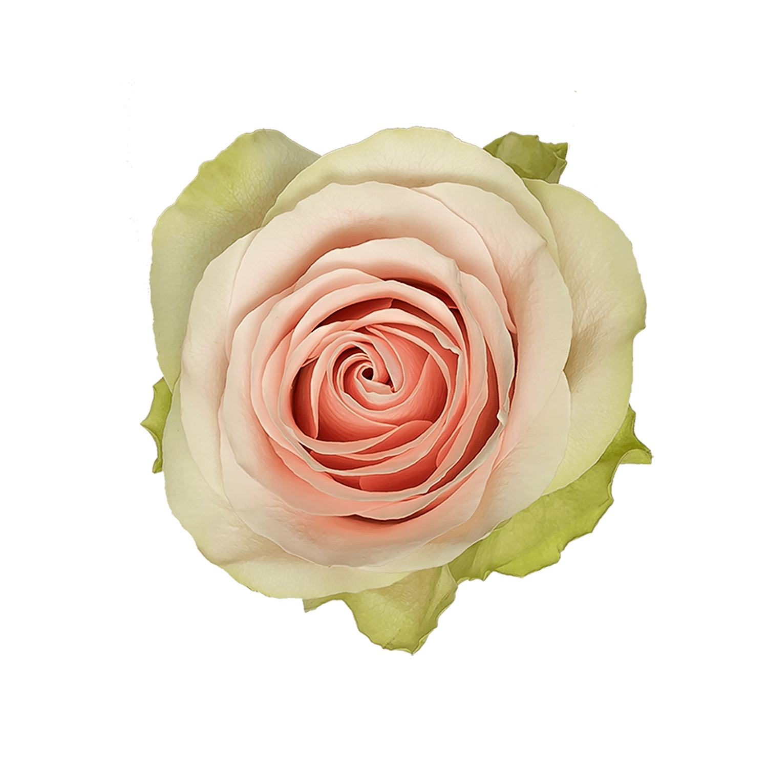 Frutteto, Sizes: 40cm