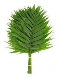 Robillini palm