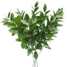 Israeli ruscus