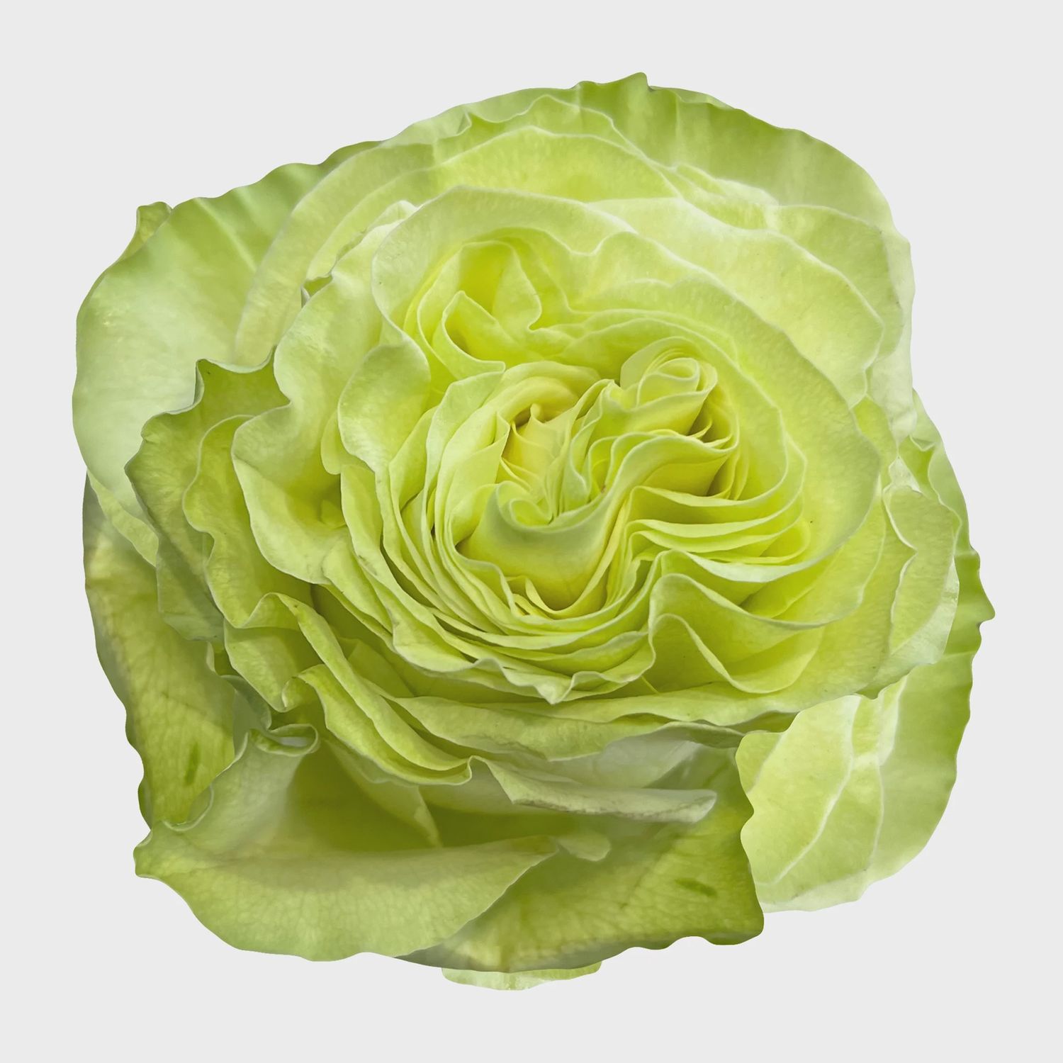 wasbi, Sizes: 40cm