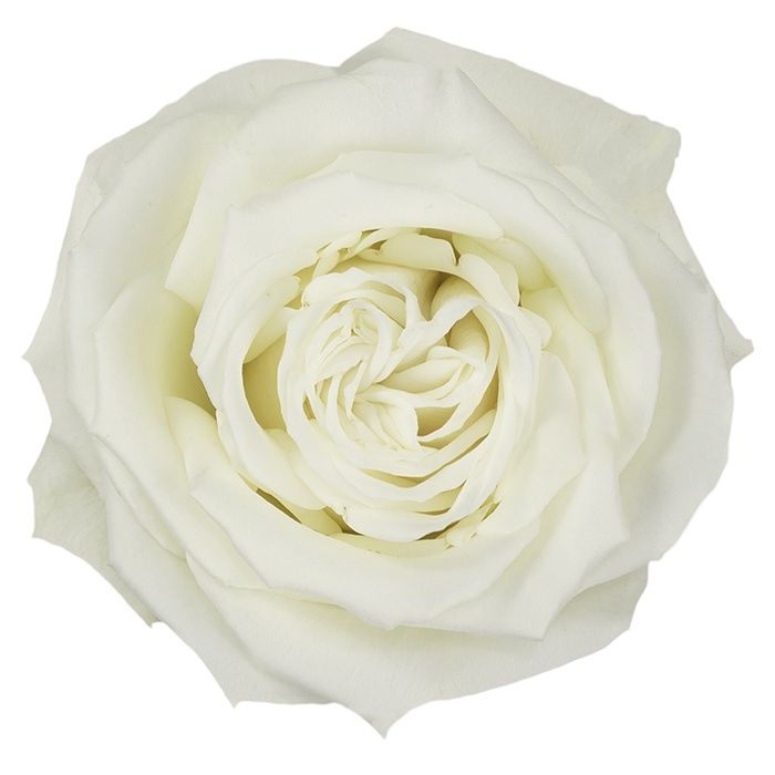 playa blanca, Sizes: 40cm