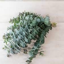 Baby Eucalyptus