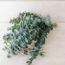 Baby Eucalyptus