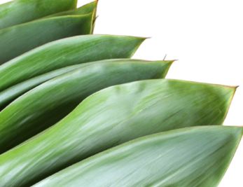 Ti leaf