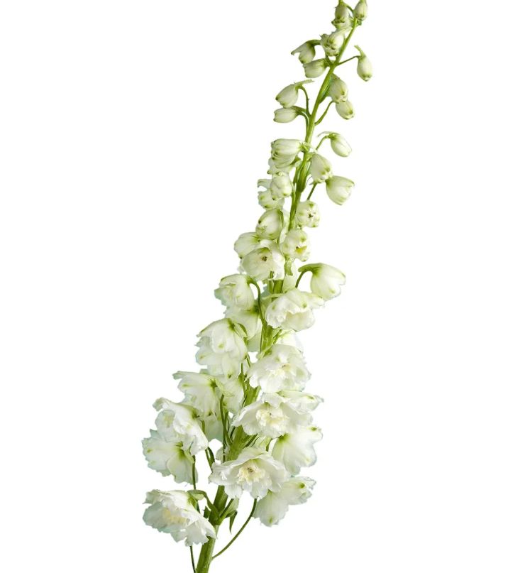 Hybrid Delphinium