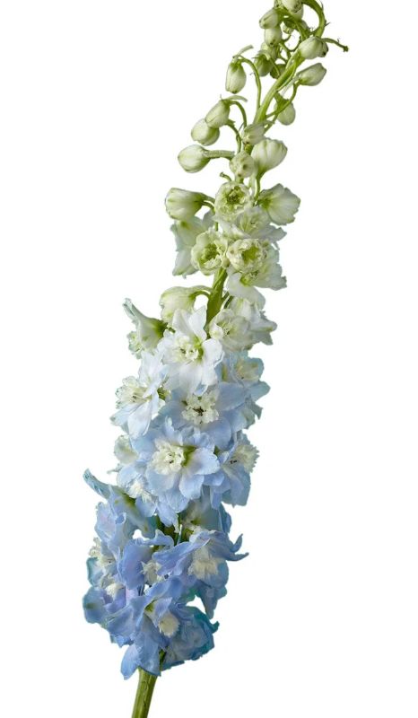Hybrid Delphinium