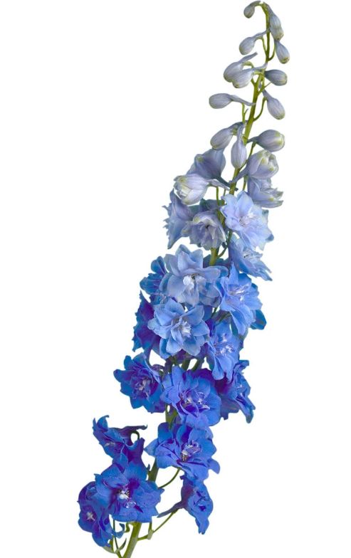 Hybrid Delphinium