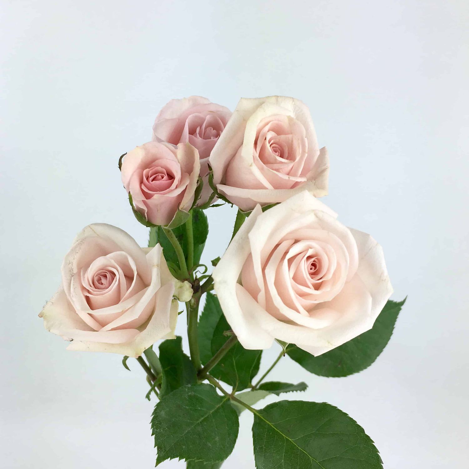 spray roses