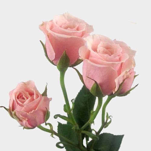 spray roses