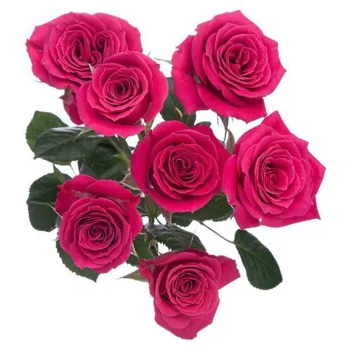 spray roses
