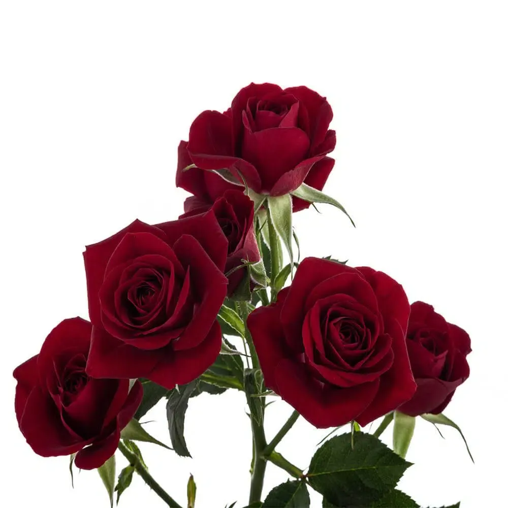 spray roses