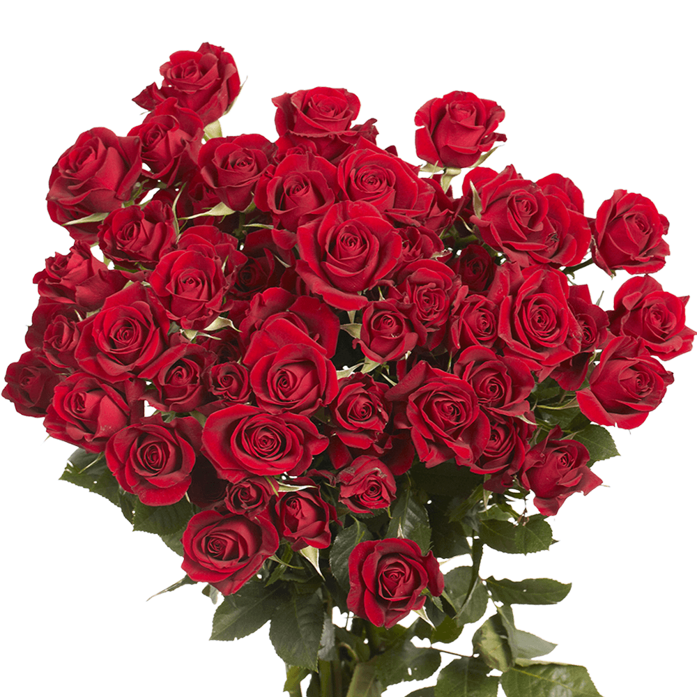 spray roses