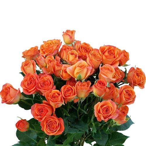 spray roses