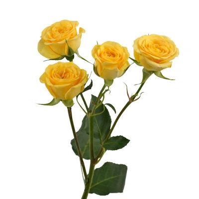 spray roses