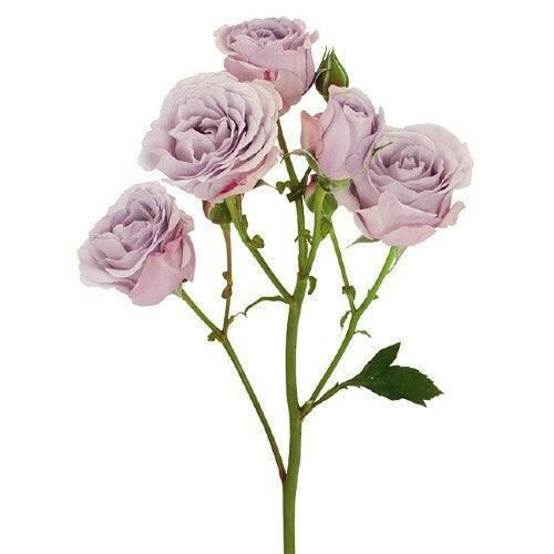 spray roses