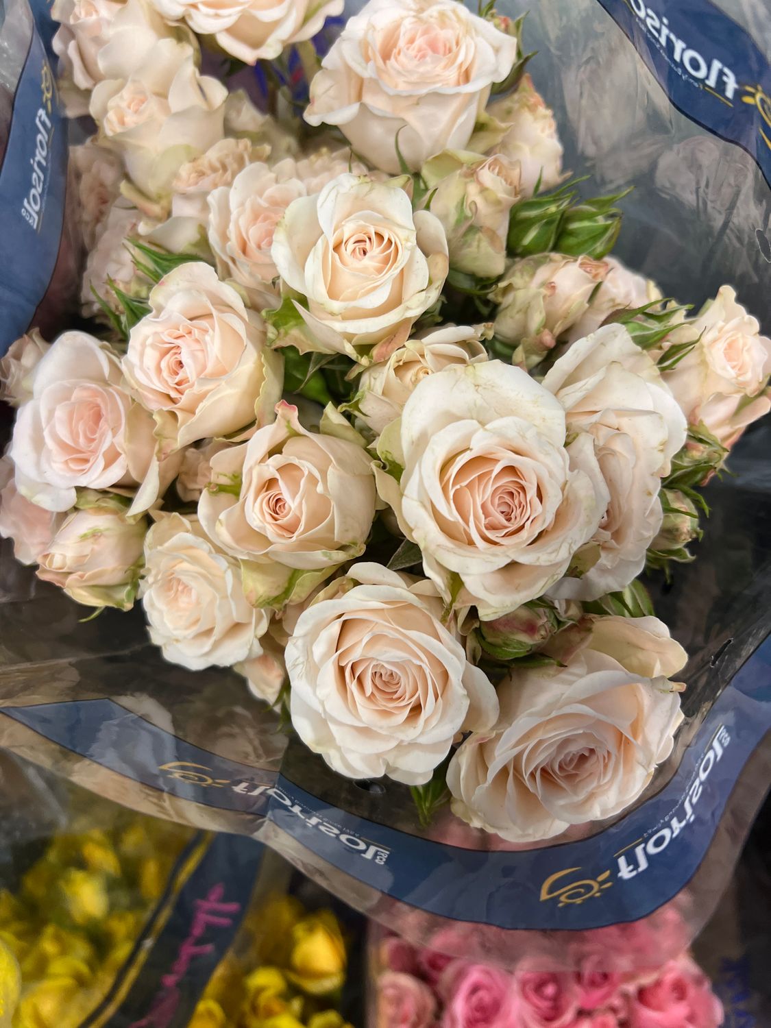 spray roses