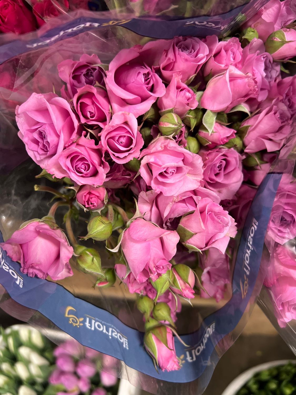 spray roses