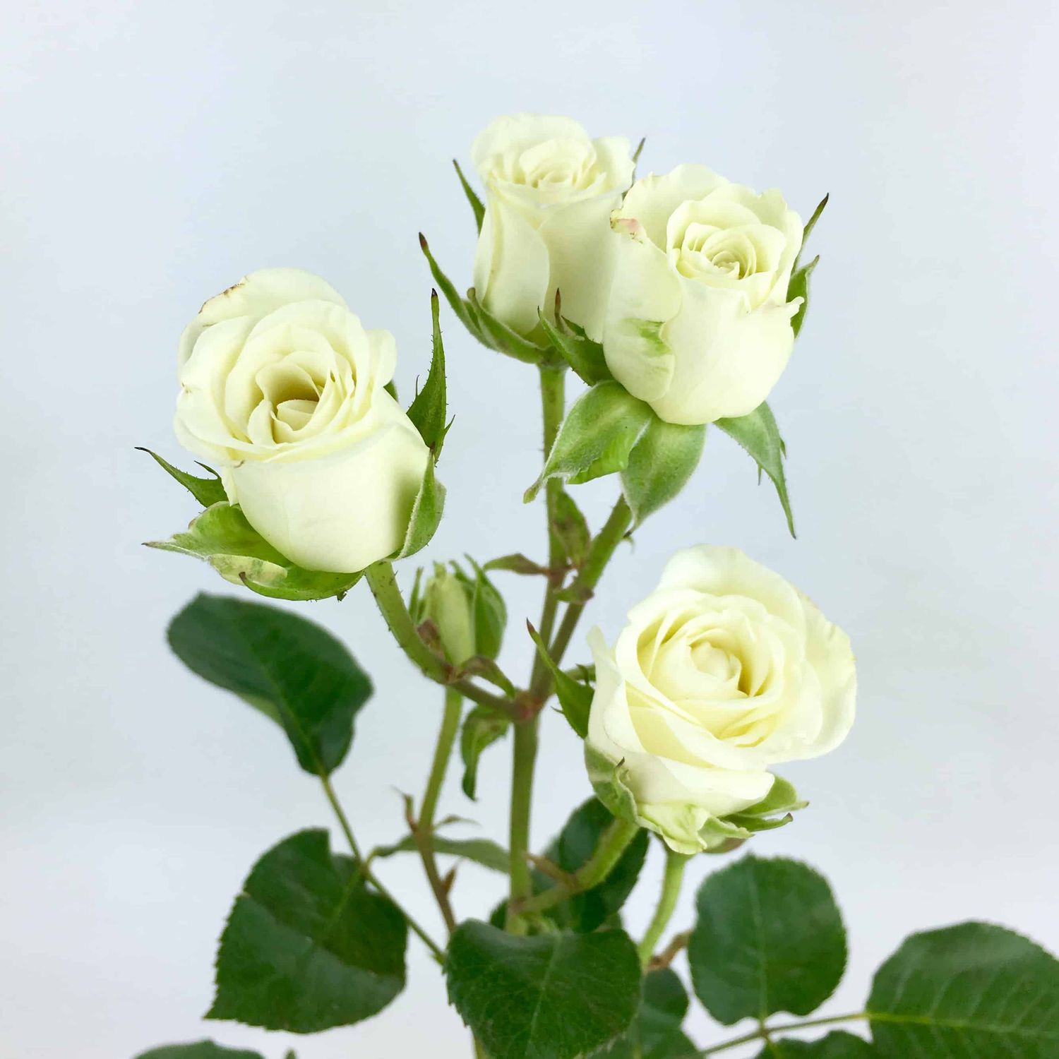 spray roses, Colors: White