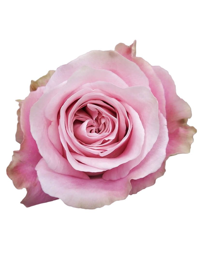 Sweet 4 love, Sizes: 40cm