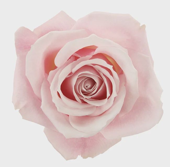 Sweet escimo, Sizes: 40cm