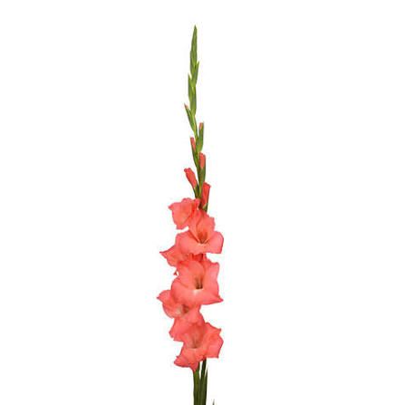 gladiolus