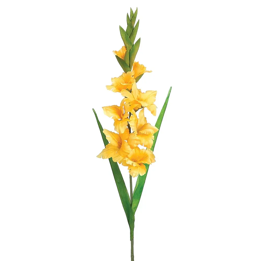 gladiolus