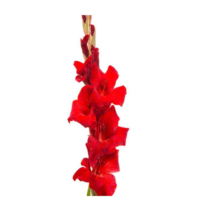gladiolus