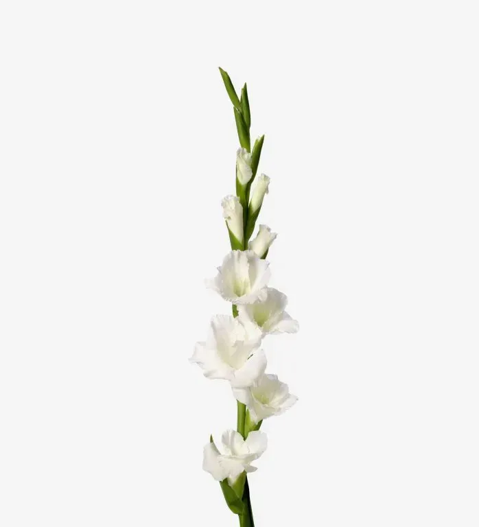 gladiolus, Colors: white