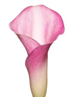 Mini Calla Lily