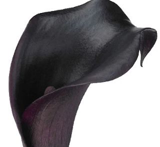 Mini Calla Lily