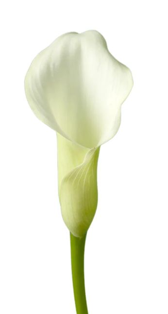 Mini Calla Lily, Colors: white