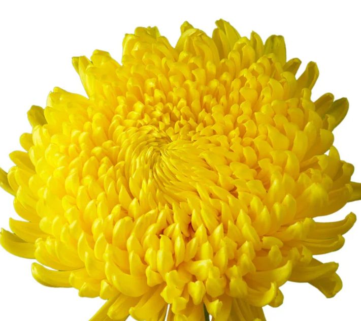 Magnum, Colors: Yellow