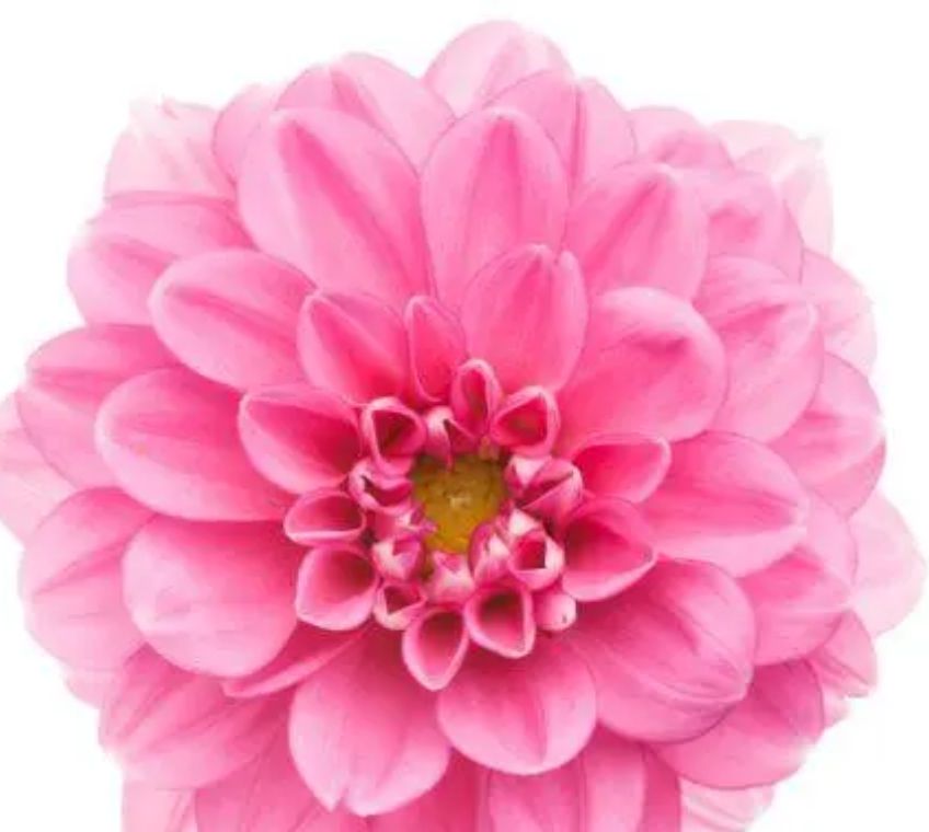 Dahlias