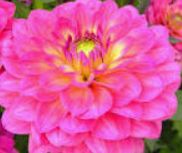 Dahlias