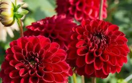 Dahlias