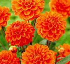 Dahlias