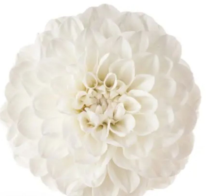 Dahlias, Colors: White