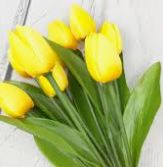 Tulips