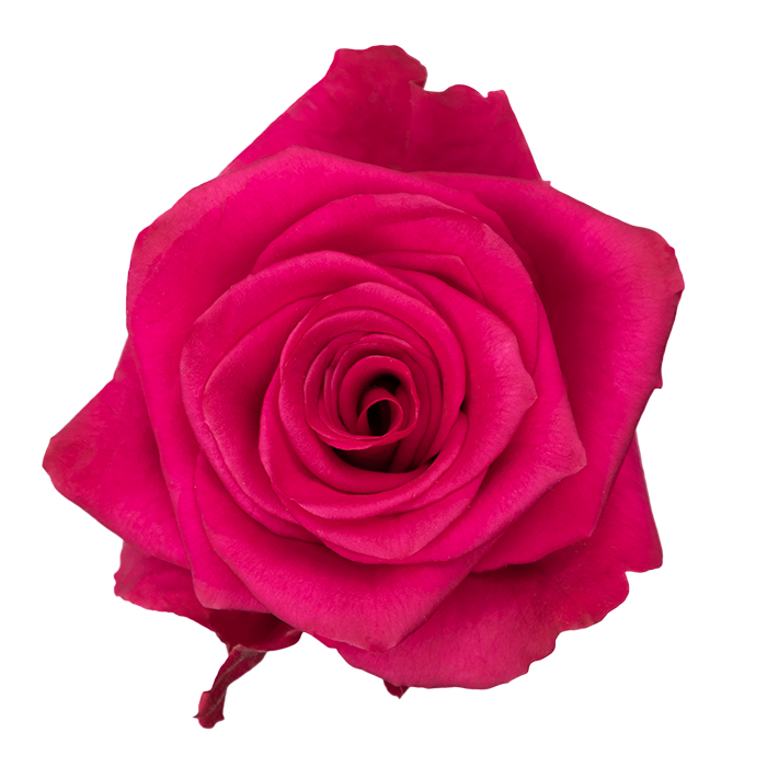 Vi pink, Sizes: 40cm